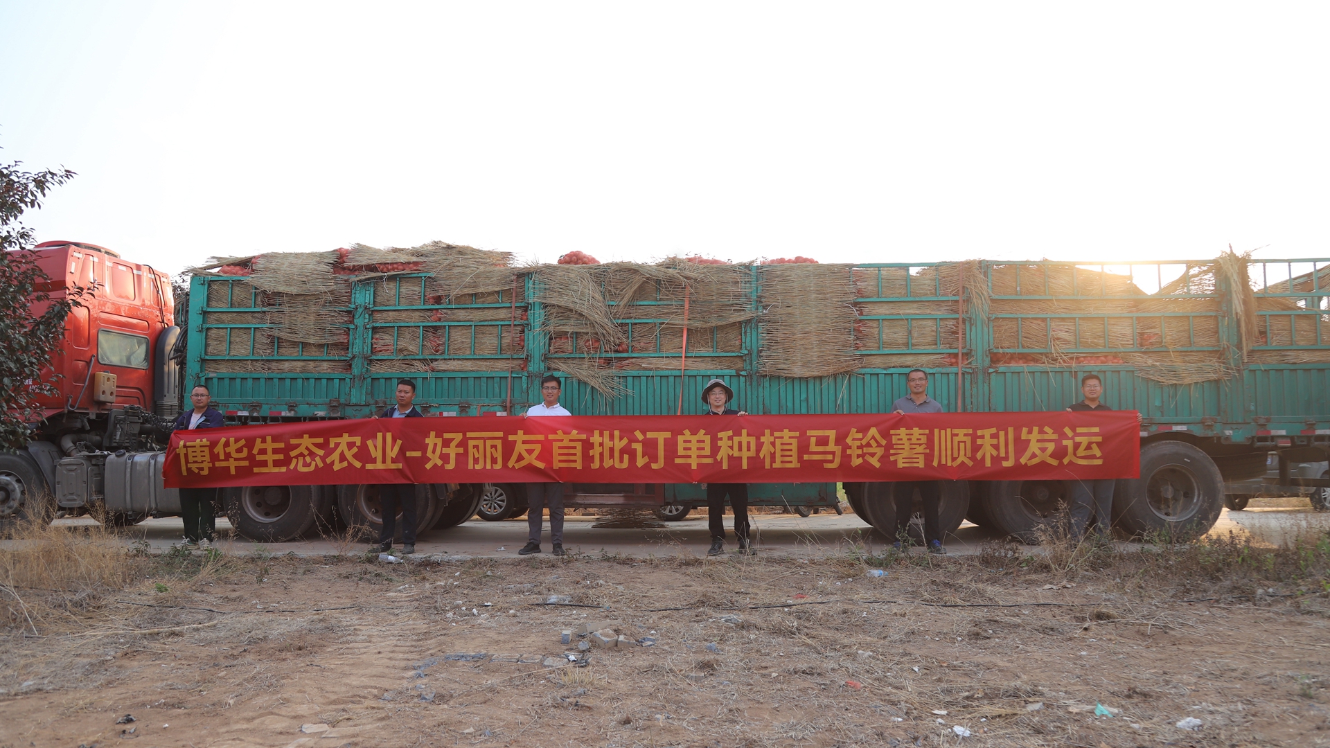 攜手夥伴聯(lián)融共贏，博華訂單式種植馬鈴薯喜獲豐收