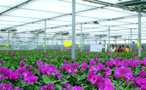 花卉園藝事業(yè)部：“小品種”做出“大產(chǎn)業(yè)”