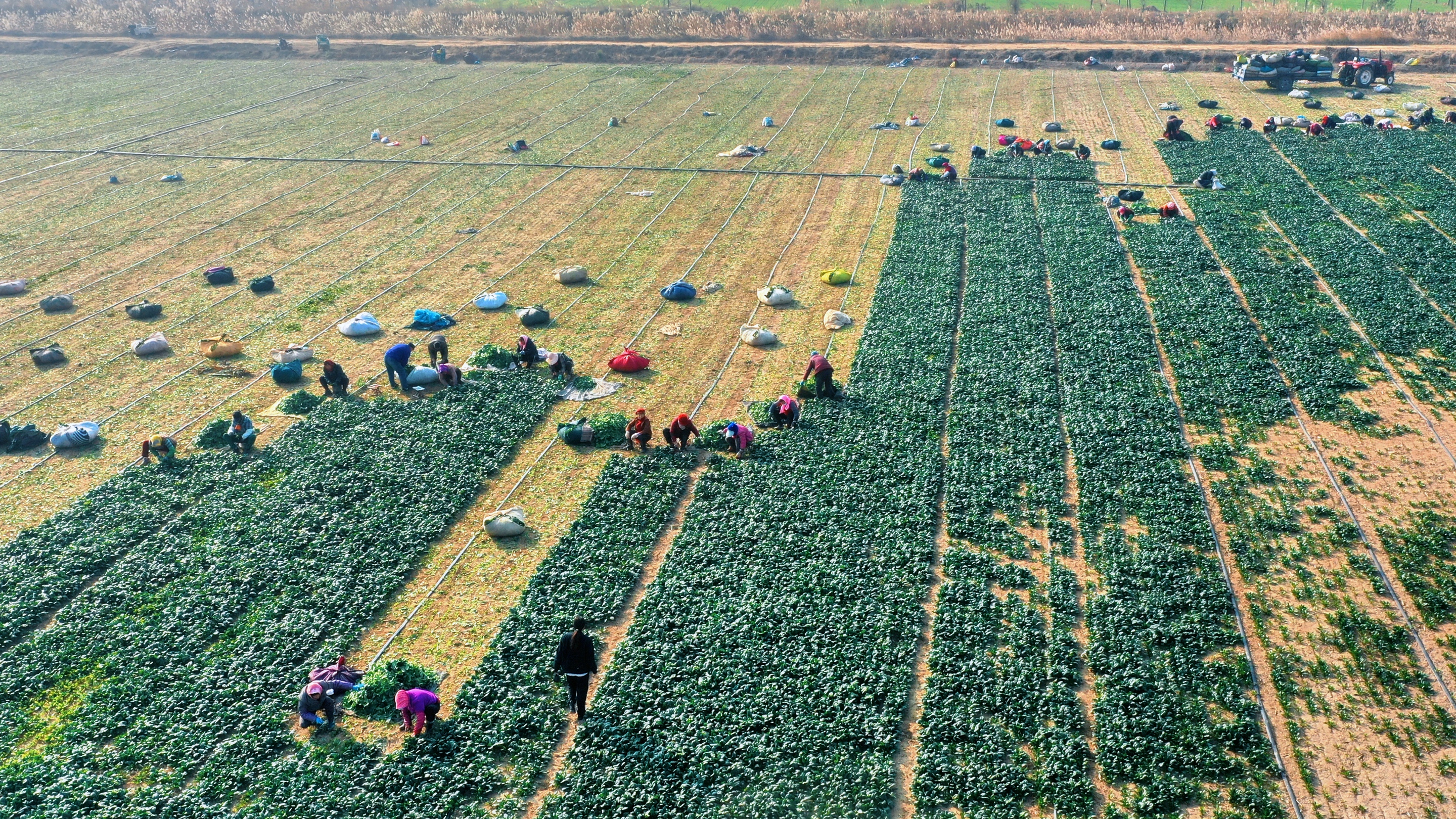 訂單農(nóng)業(yè)助增收，博華生態(tài)農(nóng)業(yè)露天菠菜喜獲豐收